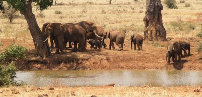Elephant family at a Tsavo waterhole